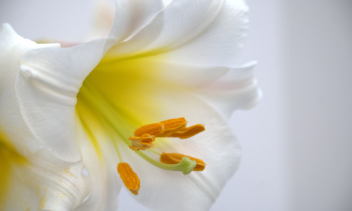 Lilium Regale species