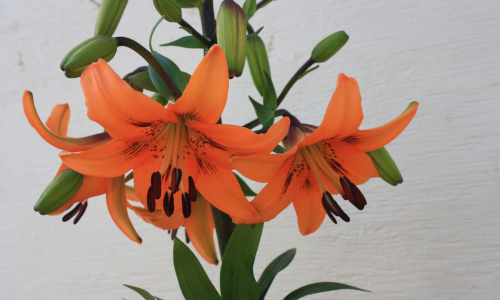 Orange Seedling Lily